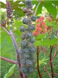 ricinus